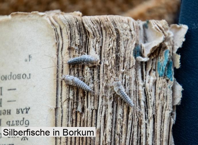 Silberfische in Borkum